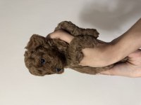 Orijinal Kore Poodle Dişi ve Erkek