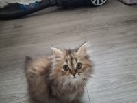 British Longhair Kedimiz
