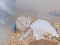 Ücretsiz verilecek hamster