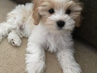 MALTİPOO YAVRULARIMIZ ACIK VE ESMER RENK ÇEŞİTLER