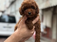 Teacup Kore Kg Garantili Poodle