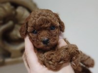 Toy poodle kore yavrular