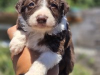Border Collie Yavruları