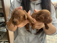 Kore poodle bebeklerimiz