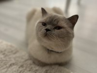 ÜCRETSİZ BLUE POİNT KEDİMİZ