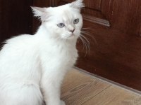 British shorthair point