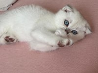 Mavi Boncuk Scottish Fold