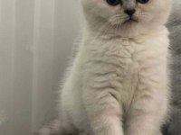 Scottish Fold British Siyam Yavru Çeşitler Mevcuttur