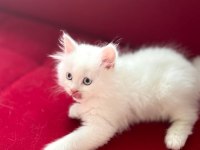Çok tatlı buz mavişi erkek chinchilla