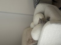 British Shorthair Yavru
