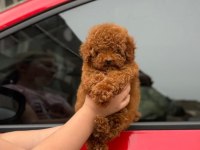 Poodle Kaliteli Cazip Fiyata Poodle