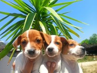Terrier Jack Yavruları Tüm İllere Gönderim