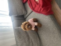 Acil satılık maltipoo 9 aylık