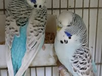 Silver teksas jumbo çift muhabbet kuşu