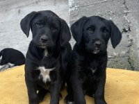 40 günlük labrador yavruları