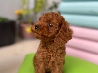 TOY POODLE KÖPEĞİ