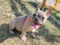 EFSANE ANATOMİ FRENCH BULLDOG