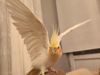 Sultan Papağanı Erkek Yetişkin Konuşan Ele Alışık