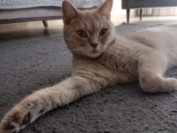 ACİL KEDİMİZ (ÜCRETSİZ)