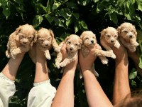 Şeker Küpü Maltipoo Köpekler