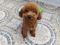 Toy poodle 11 aylık