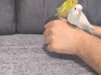 Alıştırmalık Uysal Yavru Muhabbet Kuşları