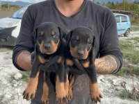 DOBERMAN YAVRULARI