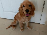 5 aylık yavru cocker köpeğimizi sahiplendirmek istiyoruz
