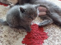 3 yavru 45 günlük izmir içi british shorthair