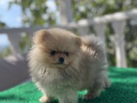 3 aylık pomeranian bebekler