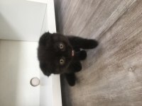 Scottish fold cinsi kendi yavrularım
