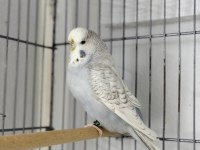 Dişi jumbo 10 aylık muhabbet kuşu