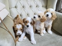 Sevimli maltipoo bebekler