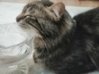 Güzel erkek bir tekir kedidir