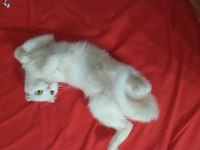 Güzel kızım yeni ailesini bekliyor scottish fold