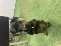 3 AYLIK DOBERMAN EĞİTİMLİ KARNELİ