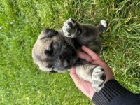 1.5 aylık safkan sivas kangal