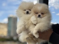 Ankarada ziyarete açık pomeranian boo yavrular