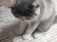 Dişi egzotik kedimiz yeni yuvasına gitmeye hazır