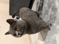 Oyuncu Temas Bağımlısı British Shorthair