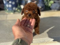 Petmode köpek çiftliğinden tea cup kore poodle