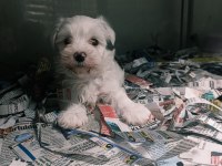 Sevimli bebek köpekler