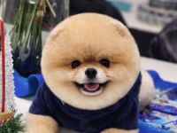 Efsane tam ayı surat erkek 14 aylık pomeranian