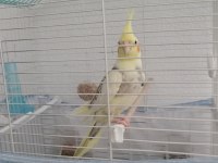 Konuşan sultan papağanı erkek