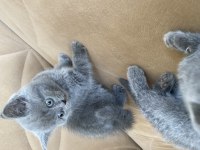 British Shorthair Yavrular