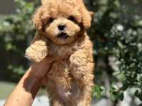 ARANILAN GÜZELLİKTE MALTIPOO YAVRUM