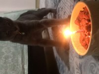 1 Yaşında Tatlı Russian Blue Kızımız Dumoşa Yuva Arıyoruz