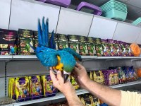 4 Aylık El Besleme Bebek Macaw