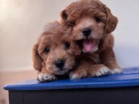 SEVİMLİ MALTİPOO YAVRULARIMIZ