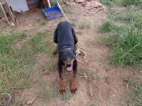 Dişi Doberman Köpeği